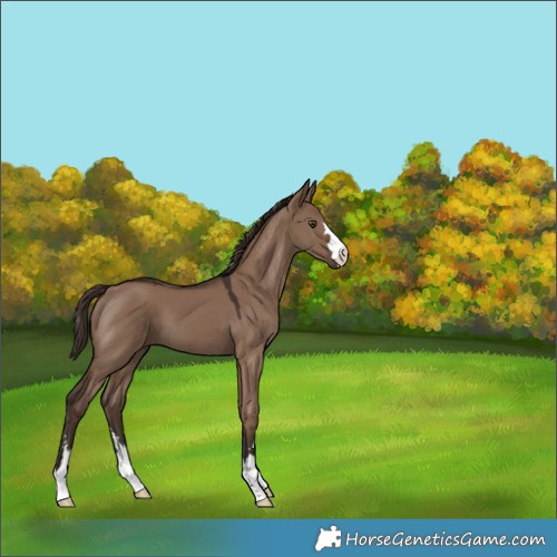 Horse Color:Liver Red Dun 