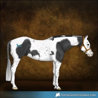 Horse Color:Black Splash Tobiano