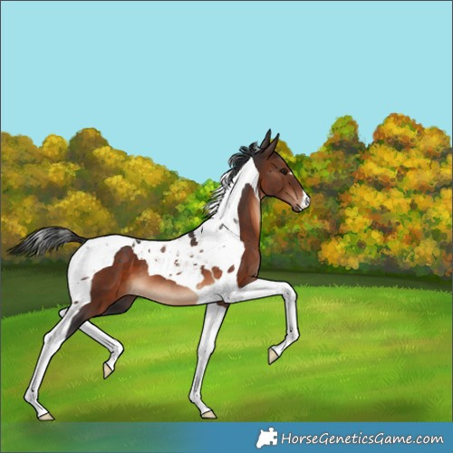 Horse Color:Brown Tobiano 