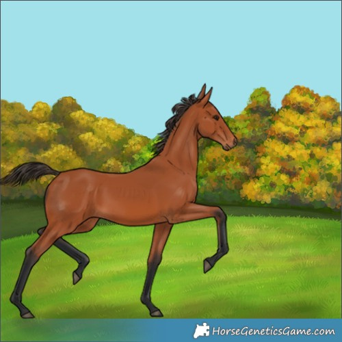 Horse Color:Bay 