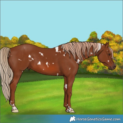 Horse Color:White Spotted Chestnut 