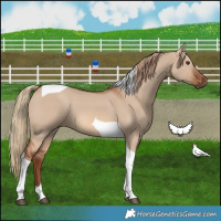 Horse Color:Red Dun Tobiano