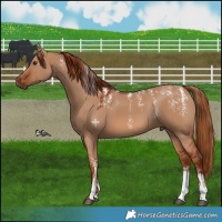 Horse Color:Powder White Red Dun 