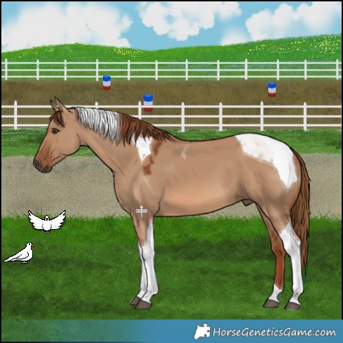 Horse Color:Red Dun Tobiano 