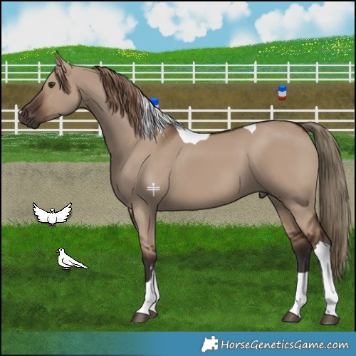 Horse Color:Liver Red Dun Tobiano 