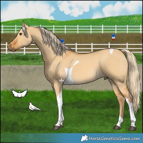 Horse Color:Palomino Dun Tobiano 