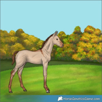 Horse Color:Red Dun 