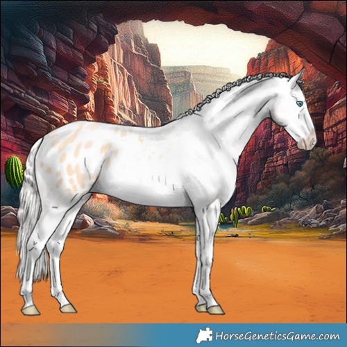 Horse Color:Silver Buckskin Ice Pearl Splash Appaloosa 