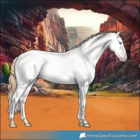Horse Color:Buckskin Roan Pearl Dun Splash Appaloosa 