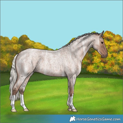 Horse Color:Silver Blue Ice Roan 