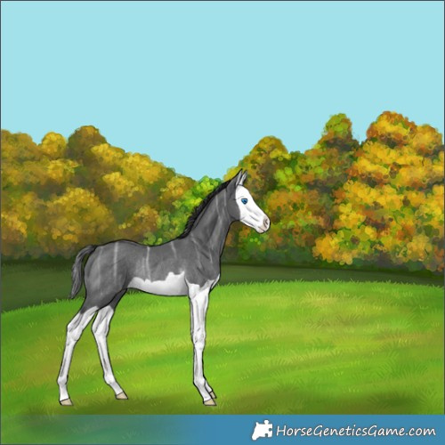 Horse Color:Black Ice Splash Rabicano 