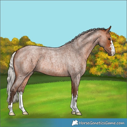 Horse Color:Silver Bay Roan 