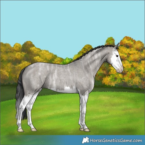 Horse Color:Grullo Ice Roan Splash 