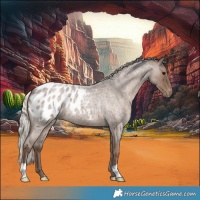 Horse Color:Silver Blue Roan Appaloosa