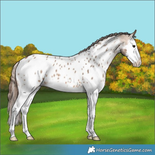 Horse Color:Bay Dun Splash Appaloosa 