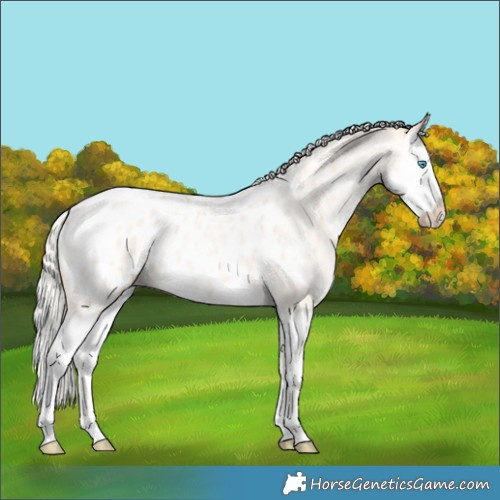 Horse Color:Silver Buckskin Ice Roan Pearl Splash Appaloosa 