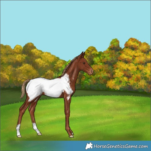 Horse Color:Chestnut Snowcap 