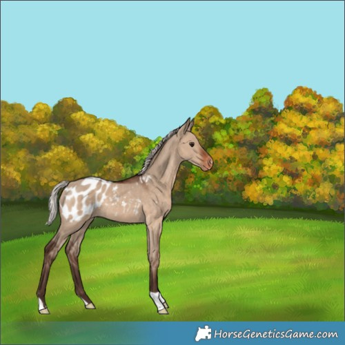 Horse Color:Silver Brown Dun Appaloosa 