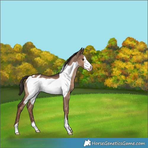 Horse Color:Liver Red Dun Frame Varnish 