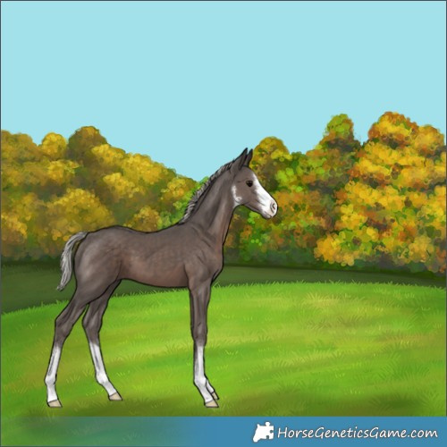 Horse Color:White Spotted Silver Black 