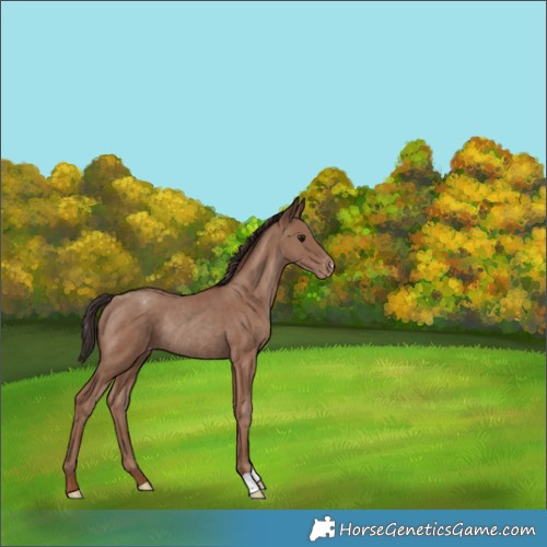 Horse Color:Classic Champagne Appaloosa Rabicano 