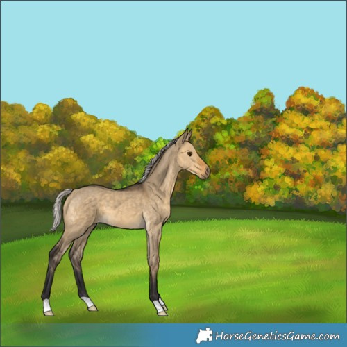 Horse Color:Silver Buckskin Dun 