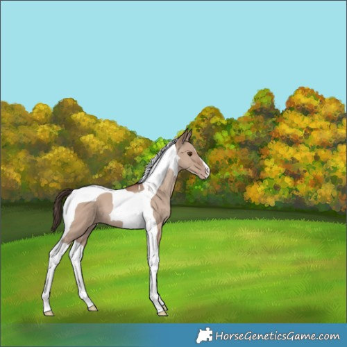 Horse Color:Classic Champagne Dun Tobiano 