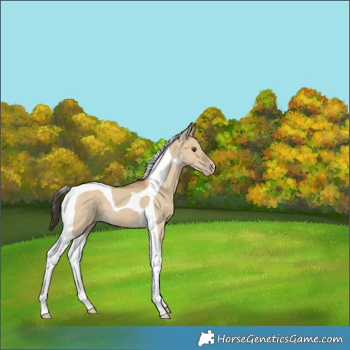 Horse Color:Classic Cream Champagne Dun Tobiano 