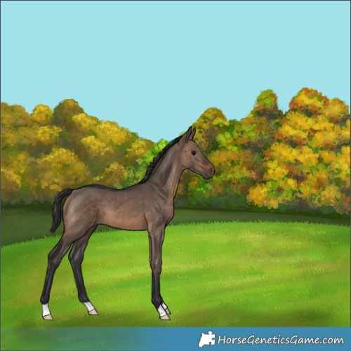 Horse Color:Brown Dun 