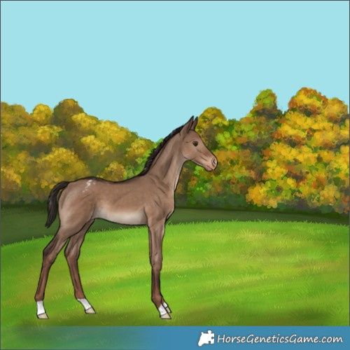 Horse Color:Liver Red Dun Appaloosa 