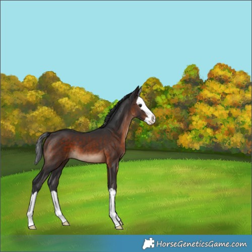 Horse Color:Brown Splash 