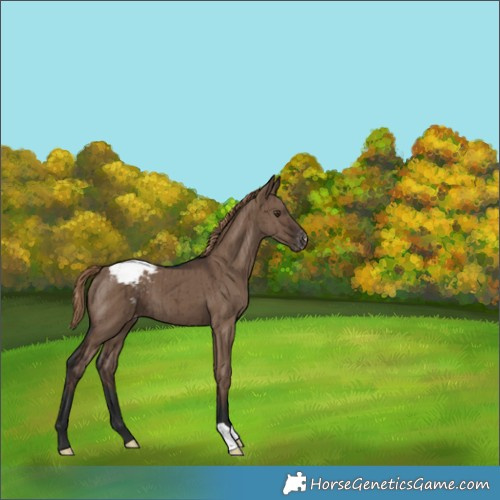 Horse Color:Liver Red Dun Appaloosa Brindle 
