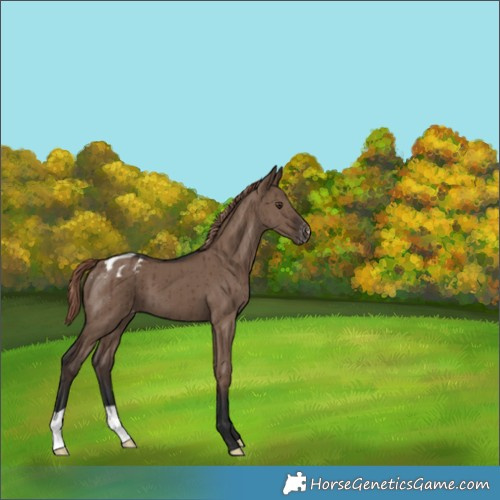 Horse Color:Liver Red Dun Appaloosa Brindle 
