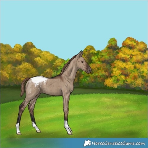 Horse Color:Liver Red Dun Appaloosa Brindle 