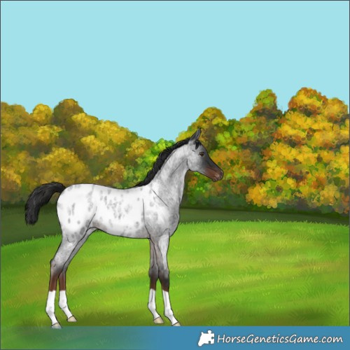 Horse Color:Gray Liver Red Roan Appaloosa 