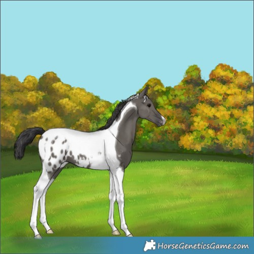 Horse Color:Grullo Tobiano Appaloosa 