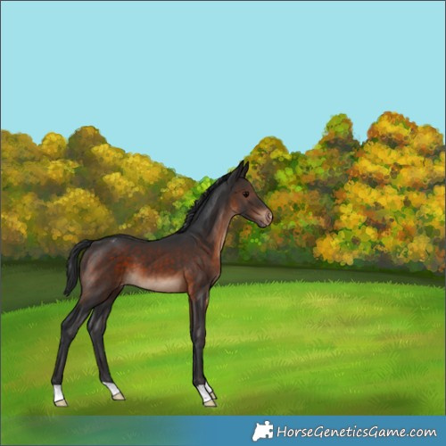 Horse Color:Brown Appaloosa 