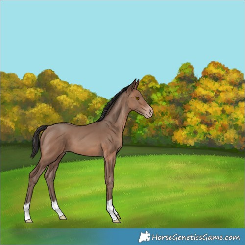 Horse Color:Sable Champagne 