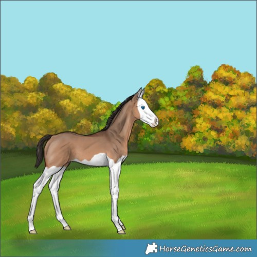 Horse Color:Bay Dun Splash 