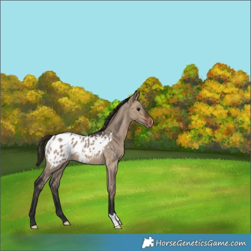 Horse Color:Brown Dun Appaloosa 