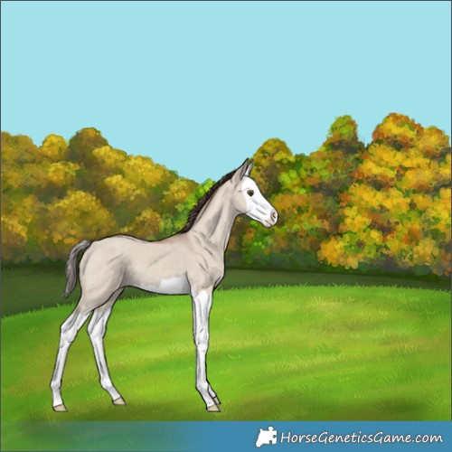 Horse Color:Classic Champagne Dun Splash 