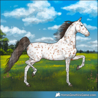 Horse Color:Bay Leopard 