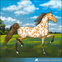 Horse Color:Buckskin Near Leopard 