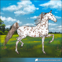 Horse Color:Chestnut Leopard 