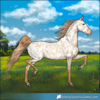 Horse Color:Red Dun Near Leopard 