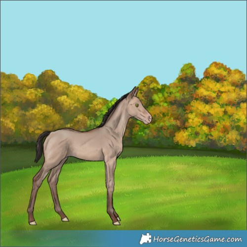 Horse Color:Sable Champagne Dun 