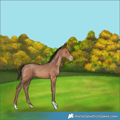 Horse Color:Sable Champagne 