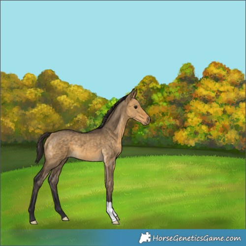 Horse Color:Buckskin Dun 