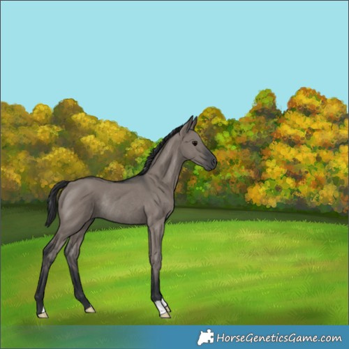 Horse Color:Grullo Rabicano 