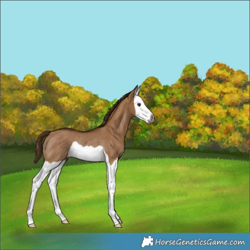 Horse Color:Gray Red Dun Splash Rabicano 